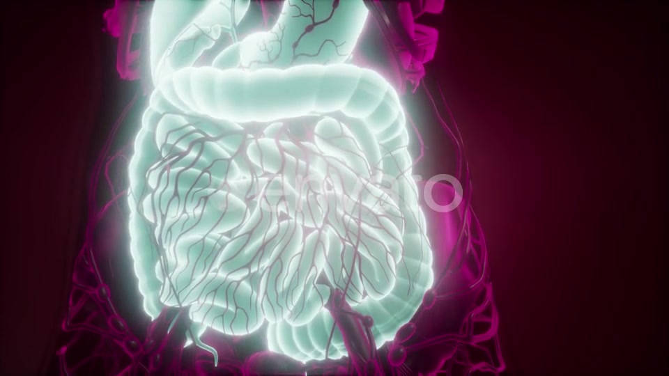 Human Body with Visible Digestive System - Download Videohive 22008218