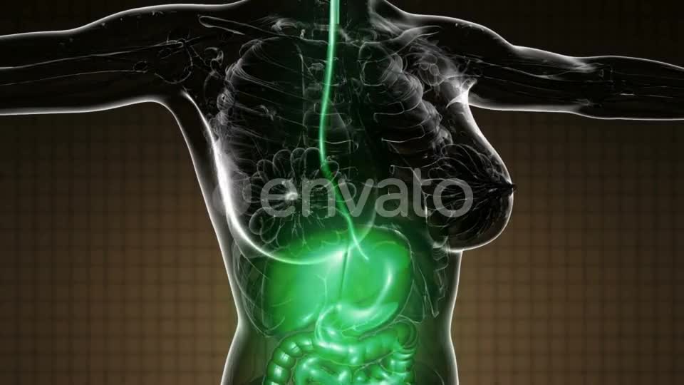 Human Body with Visible Digestive System - Download Videohive 22134434