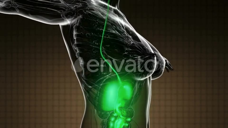 Human Body with Visible Digestive System - Download Videohive 22134434