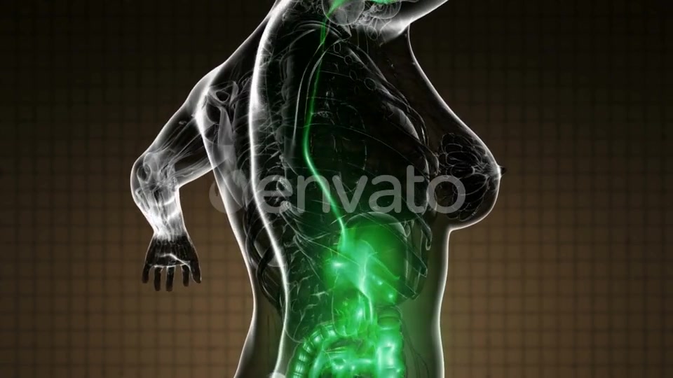 Human Body with Visible Digestive System - Download Videohive 22134434