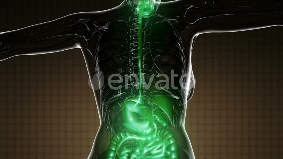 Human Body with Visible Digestive System - Download Videohive 22134434