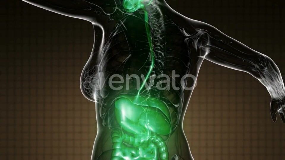 Human Body with Visible Digestive System - Download Videohive 22134434