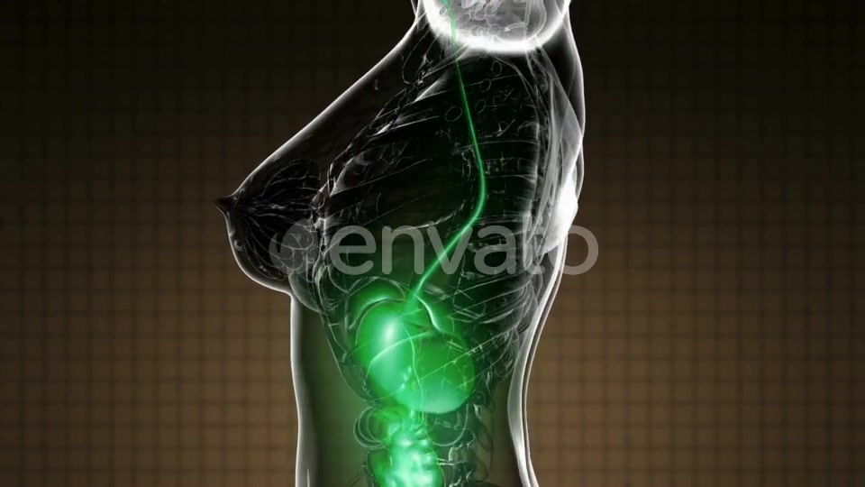 Human Body with Visible Digestive System - Download Videohive 22134434
