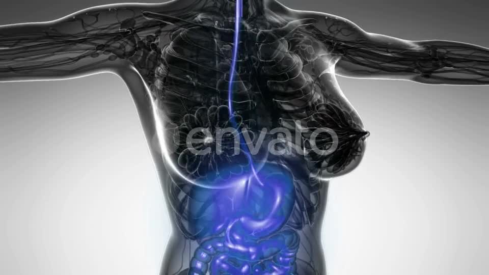 Human Body with Visible Digestive System - Download Videohive 22134480