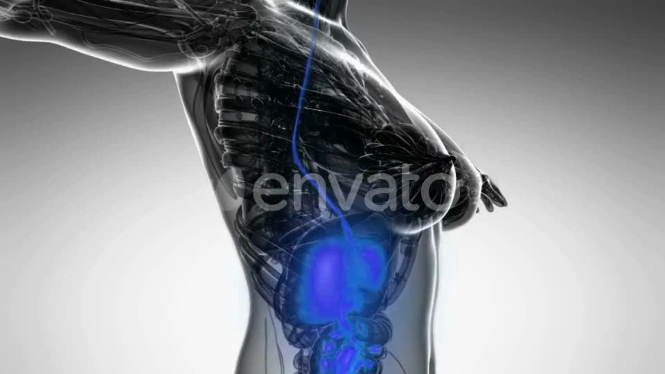 Human Body with Visible Digestive System - Download Videohive 22134480