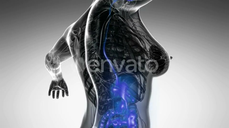 Human Body with Visible Digestive System - Download Videohive 22134480