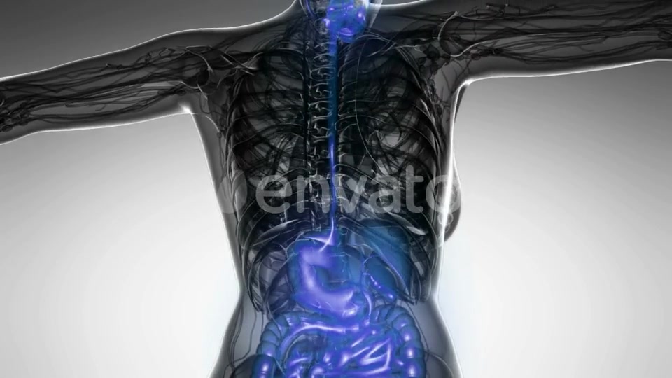 Human Body with Visible Digestive System - Download Videohive 22134480