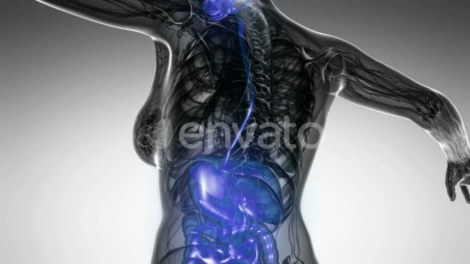 Human Body with Visible Digestive System - Download Videohive 22134480