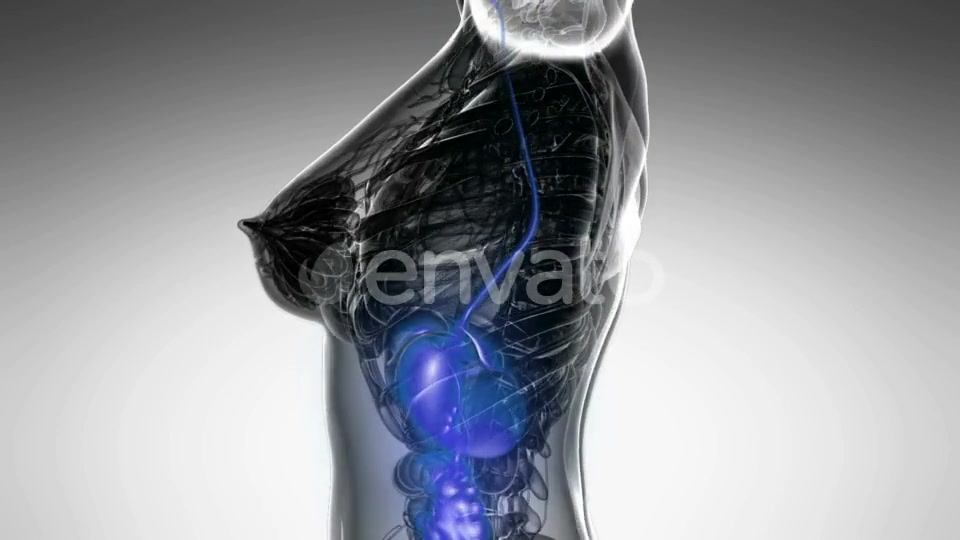 Human Body with Visible Digestive System - Download Videohive 22134480