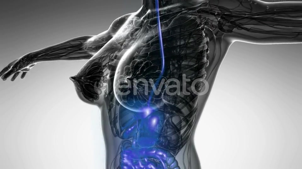 Human Body with Visible Digestive System - Download Videohive 22134480