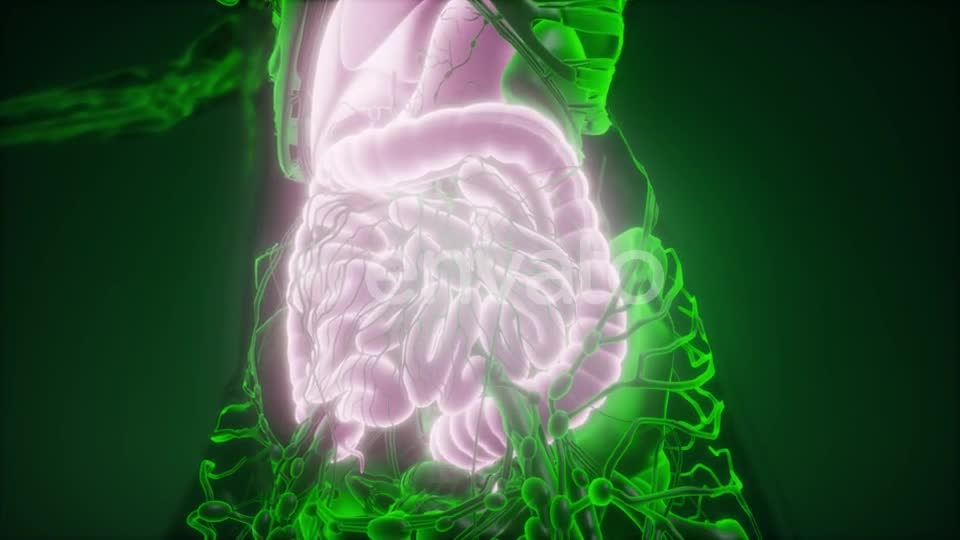 Human Body with Visible Digestive System - Download Videohive 22134617