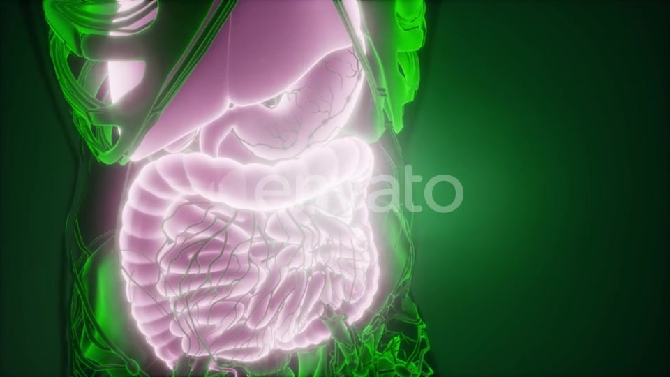Human Body with Visible Digestive System - Download Videohive 22134617