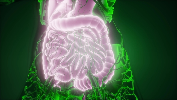 Human Body with Visible Digestive System - Download Videohive 22134617