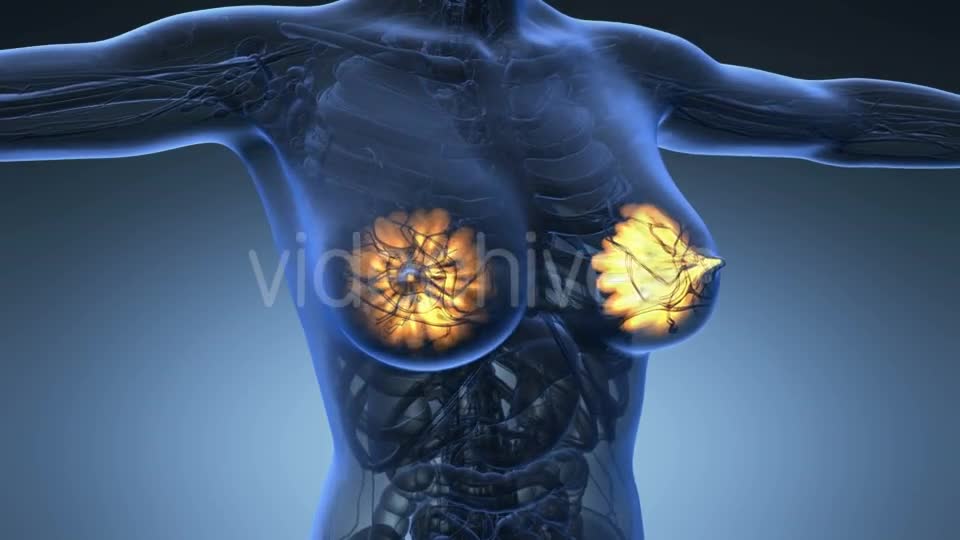 Human Body With Visible Glow Mammary Gland - Download Videohive 18013456