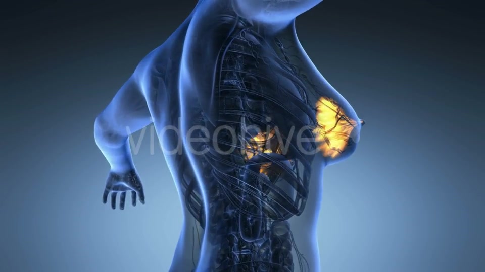 Human Body With Visible Glow Mammary Gland - Download Videohive 18013456