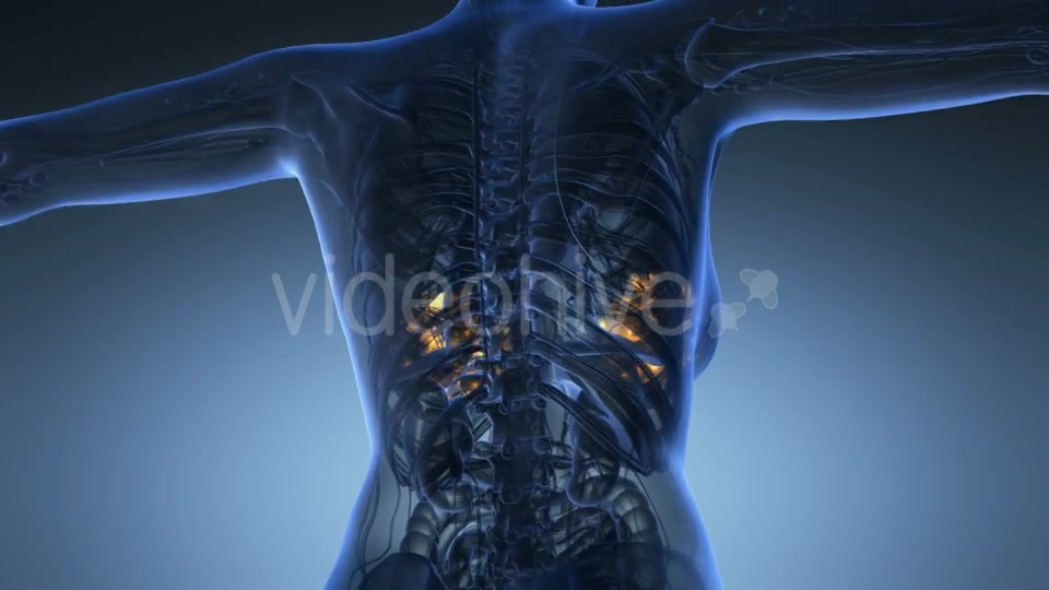 Human Body With Visible Glow Mammary Gland - Download Videohive 18013456