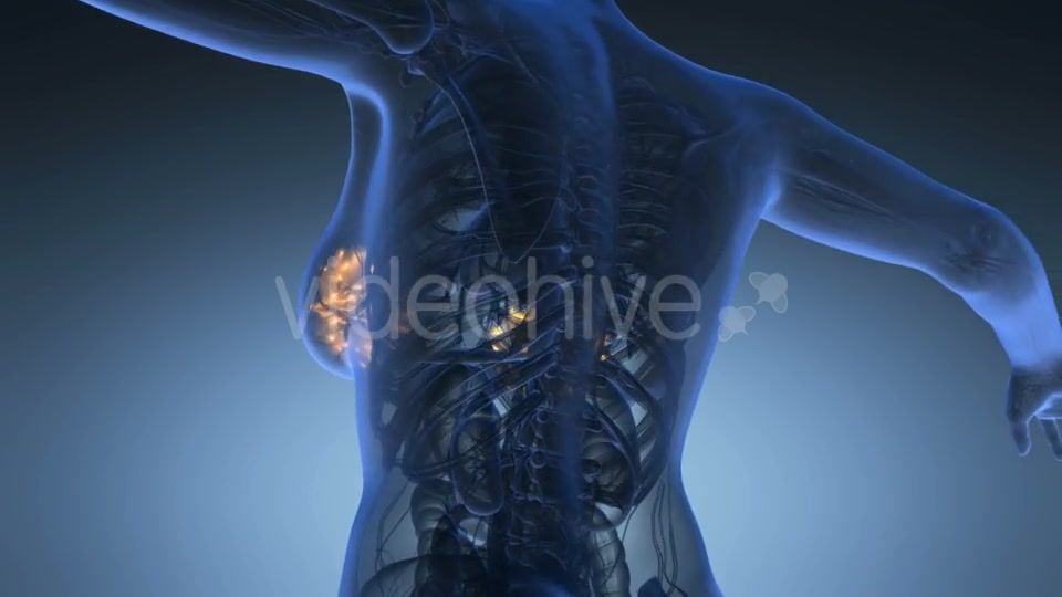 Human Body With Visible Glow Mammary Gland - Download Videohive 18013456