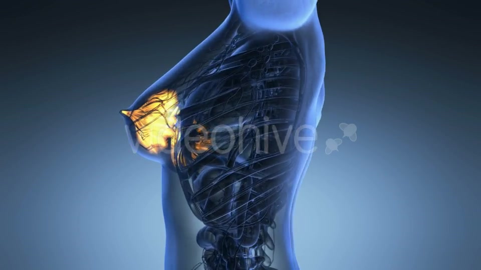 Human Body With Visible Glow Mammary Gland - Download Videohive 18013456