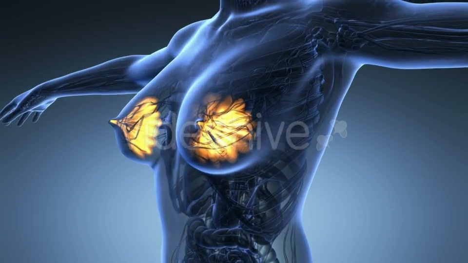 Human Body With Visible Glow Mammary Gland - Download Videohive 18013456