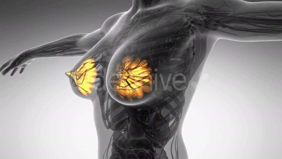 Human Body With Visible Glow Mammary Gland - Download Videohive 18013519
