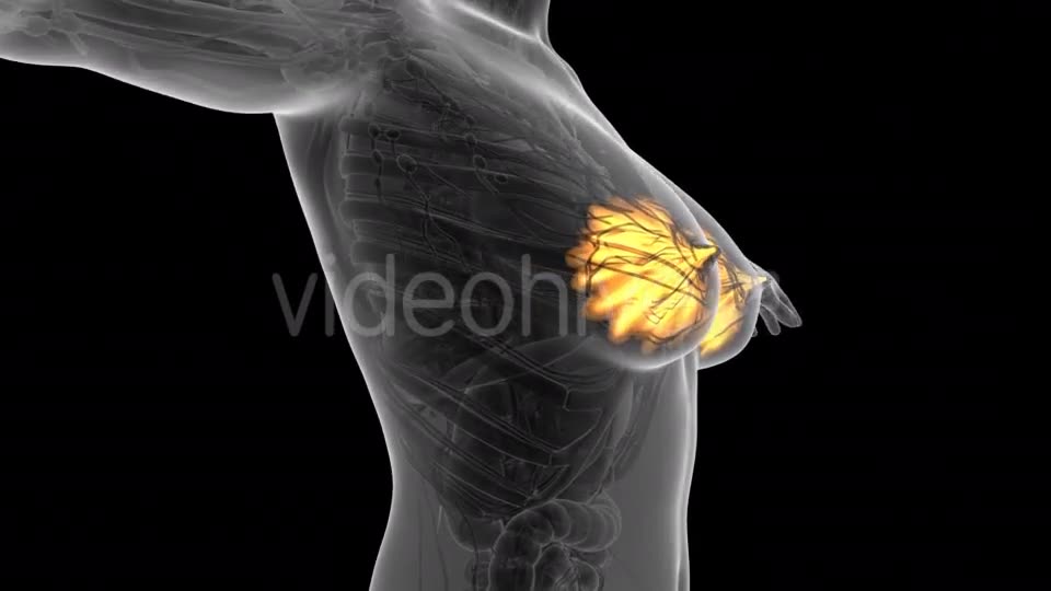 Human Body With Visible Glow Mammary Gland - Download Videohive 18015560