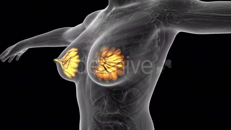 Human Body With Visible Glow Mammary Gland - Download Videohive 18015560