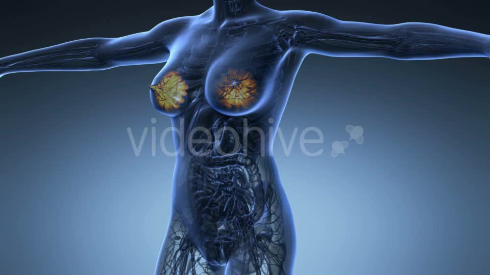 Human Body With Visible Glow Mammary Gland - Download Videohive 18017381