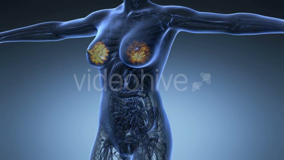 Human Body With Visible Glow Mammary Gland - Download Videohive 18017381