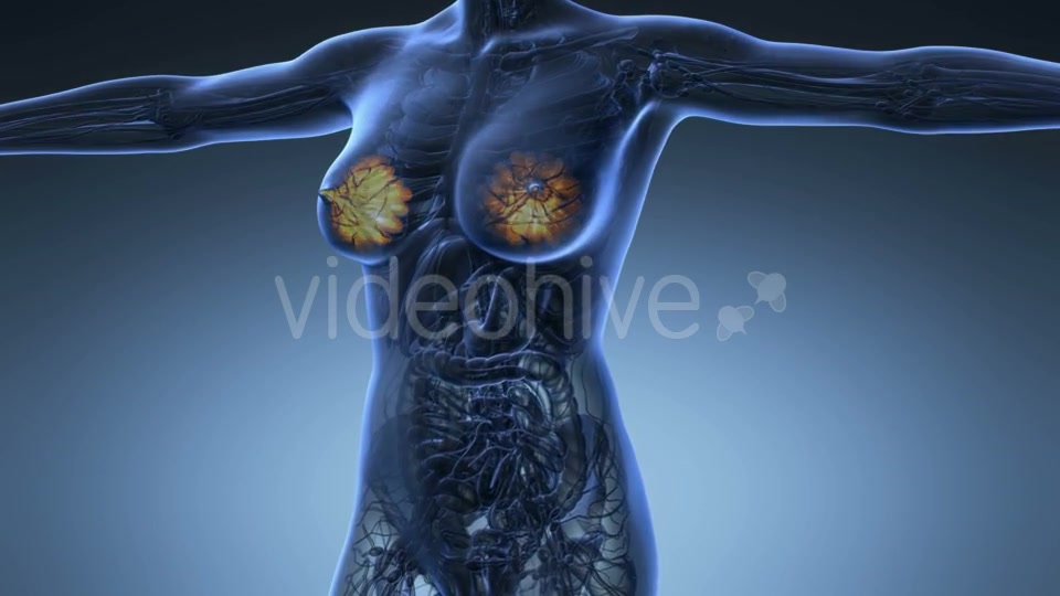 Human Body With Visible Glow Mammary Gland - Download Videohive 18017381