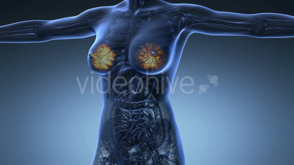 Human Body With Visible Glow Mammary Gland - Download Videohive 18017381