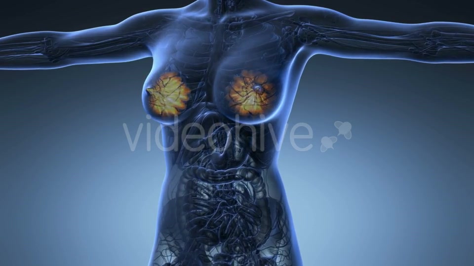 Human Body With Visible Glow Mammary Gland - Download Videohive 18017381