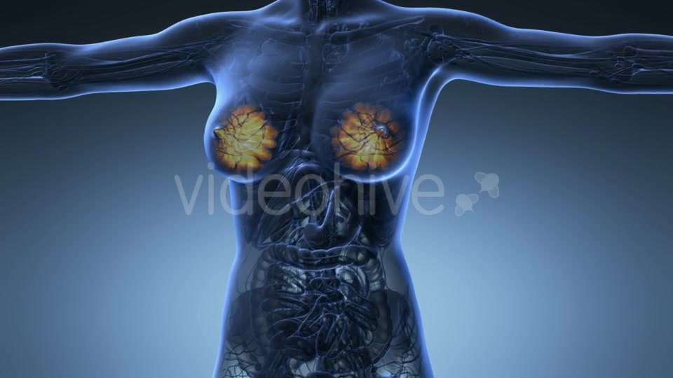 Human Body With Visible Glow Mammary Gland - Download Videohive 18017381