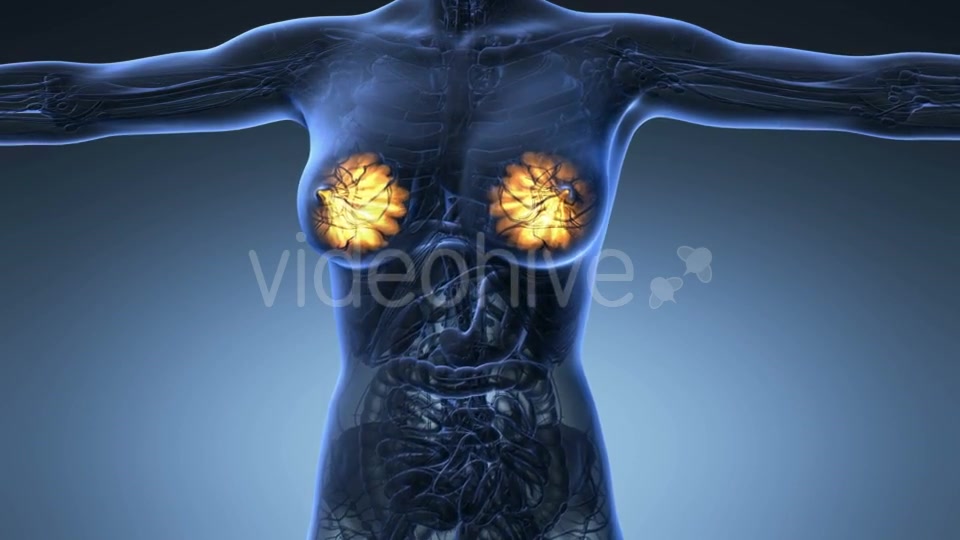 Human Body With Visible Glow Mammary Gland - Download Videohive 18017381