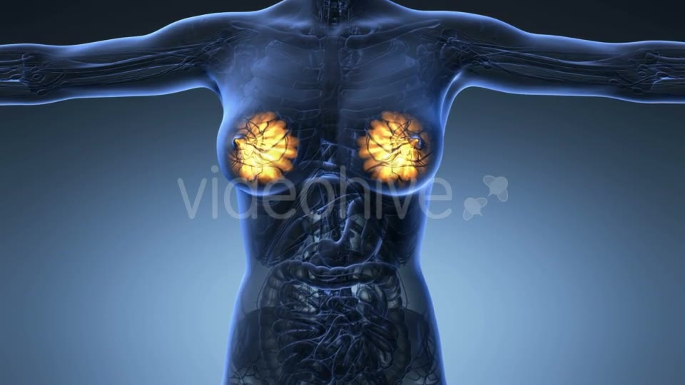 Human Body With Visible Glow Mammary Gland - Download Videohive 18017381