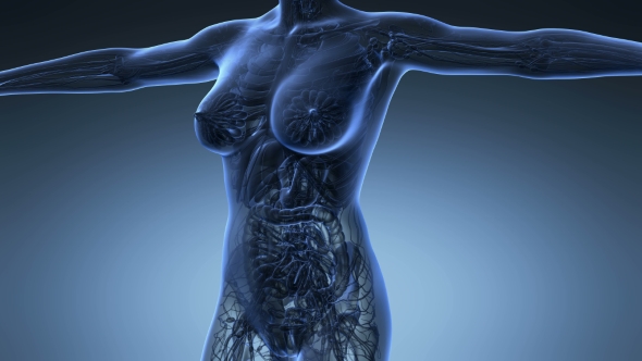 Human Body With Visible Glow Mammary Gland - Download Videohive 18017381