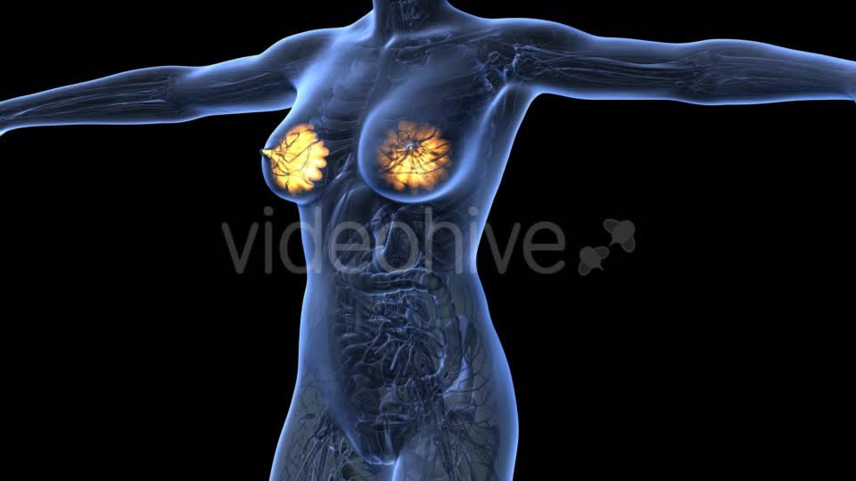 Human Body With Visible Glow Mammary Gland - Download Videohive 18017396