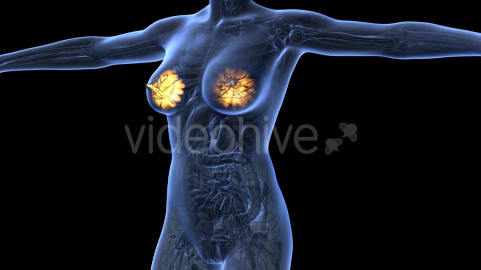 Human Body With Visible Glow Mammary Gland - Download Videohive 18017396