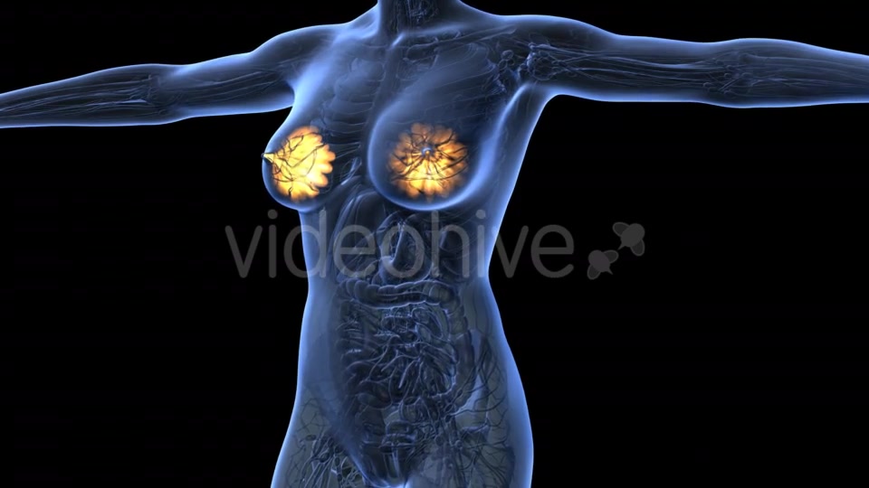 Human Body With Visible Glow Mammary Gland - Download Videohive 18017396