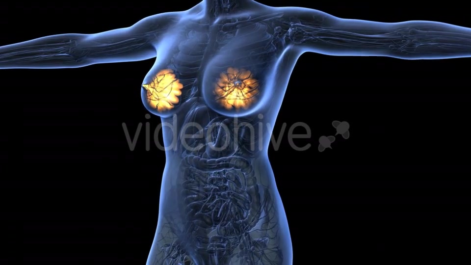 Human Body With Visible Glow Mammary Gland - Download Videohive 18017396