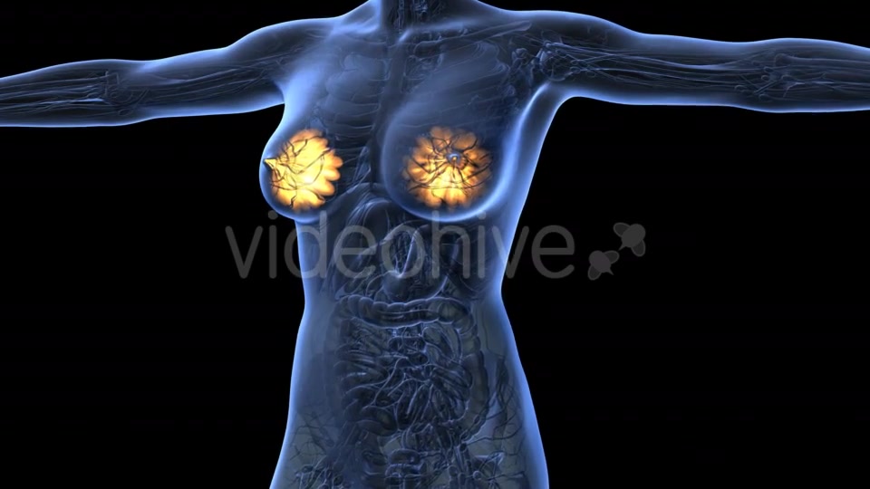 Human Body With Visible Glow Mammary Gland - Download Videohive 18017396