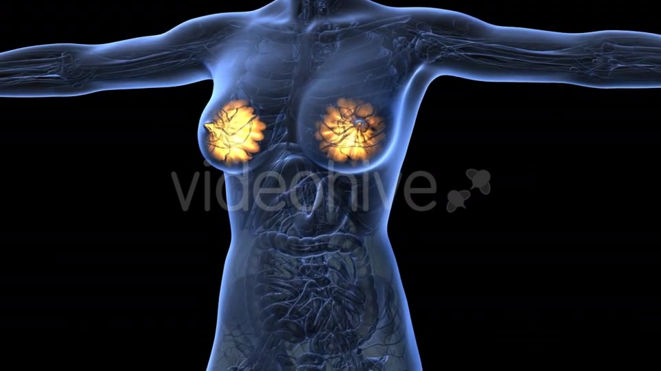 Human Body With Visible Glow Mammary Gland - Download Videohive 18017396