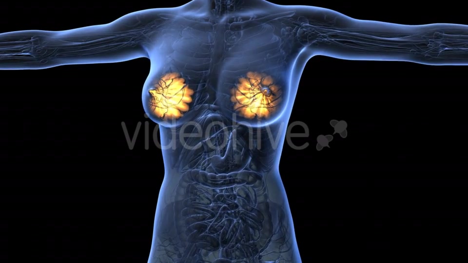 Human Body With Visible Glow Mammary Gland - Download Videohive 18017396