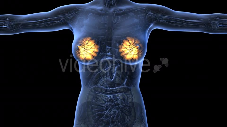 Human Body With Visible Glow Mammary Gland - Download Videohive 18017396