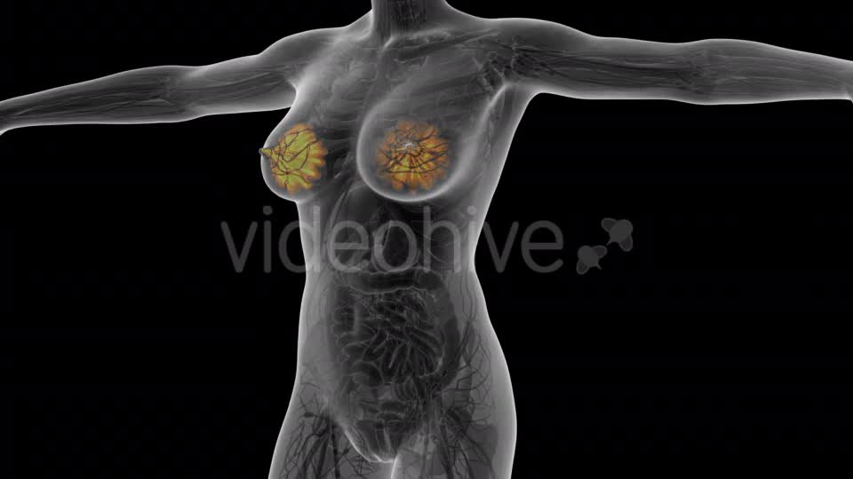 Human Body With Visible Glow Mammary Gland - Download Videohive 18017407