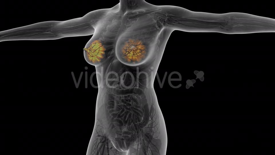 Human Body With Visible Glow Mammary Gland - Download Videohive 18017407