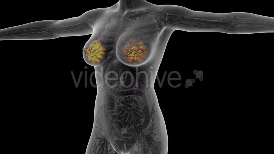 Human Body With Visible Glow Mammary Gland - Download Videohive 18017407