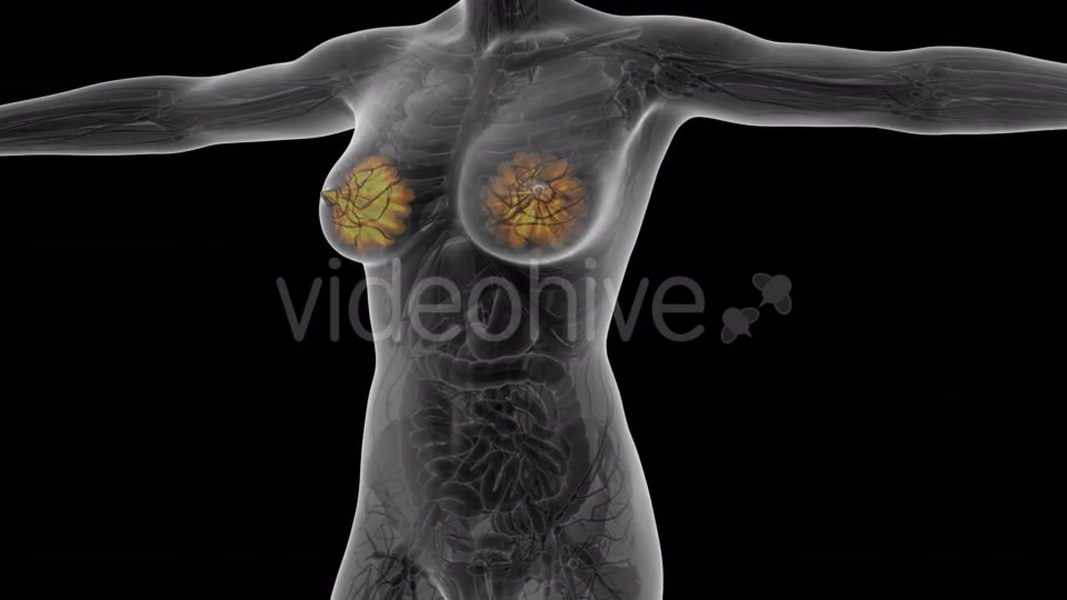 Human Body With Visible Glow Mammary Gland - Download Videohive 18017407