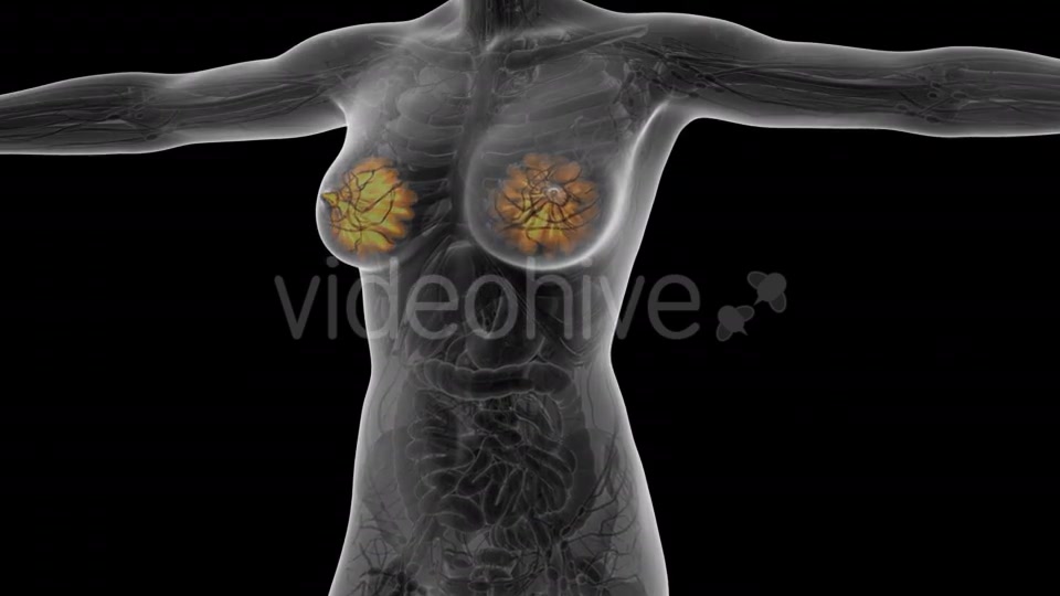 Human Body With Visible Glow Mammary Gland - Download Videohive 18017407