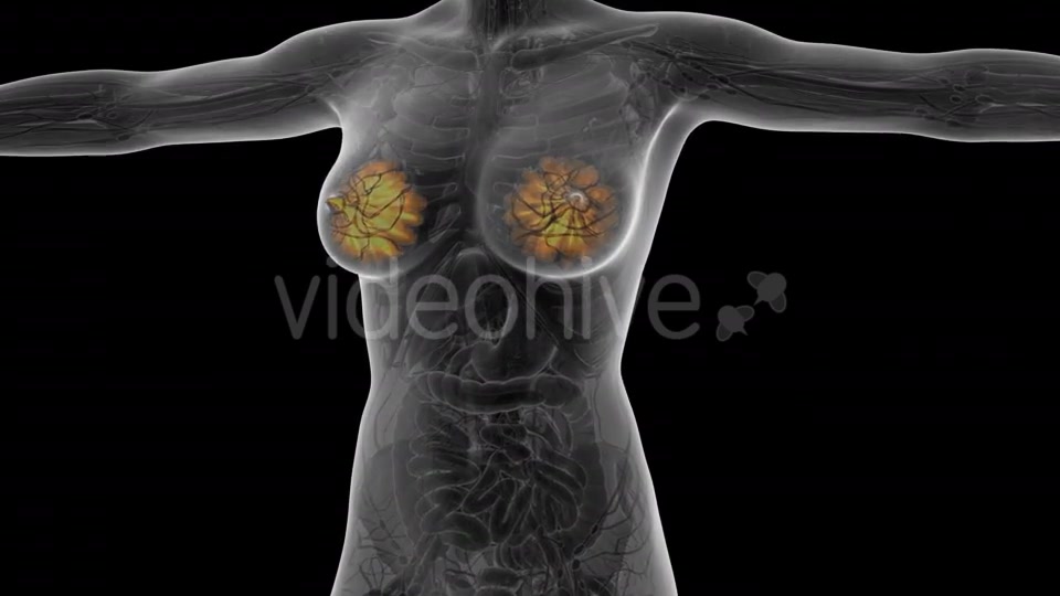 Human Body With Visible Glow Mammary Gland - Download Videohive 18017407