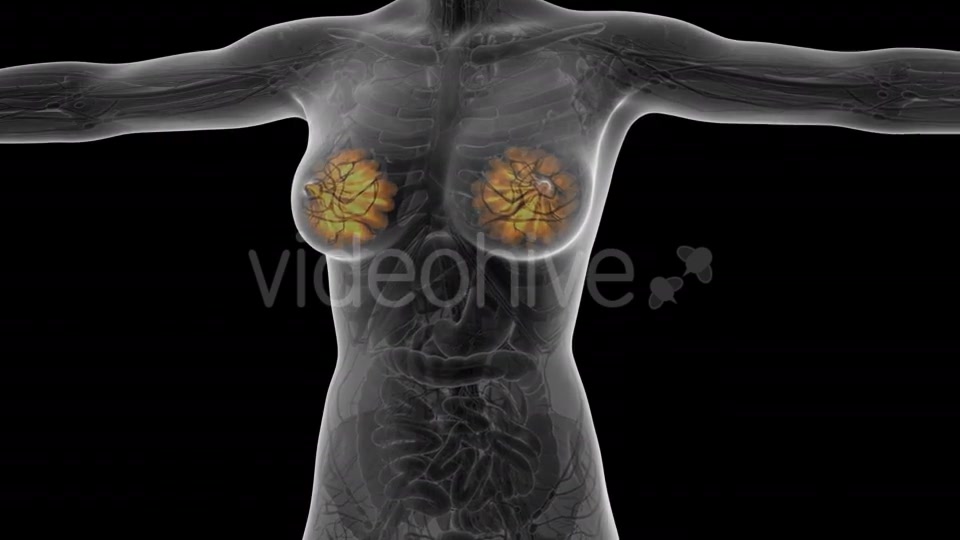 Human Body With Visible Glow Mammary Gland - Download Videohive 18017407